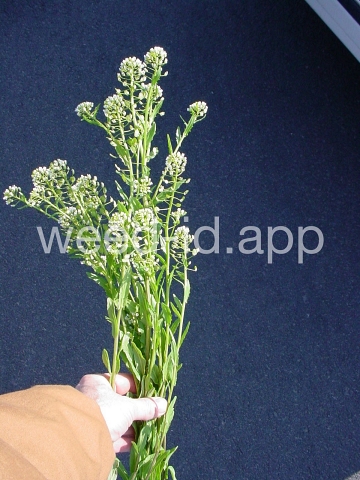pennycress, field
